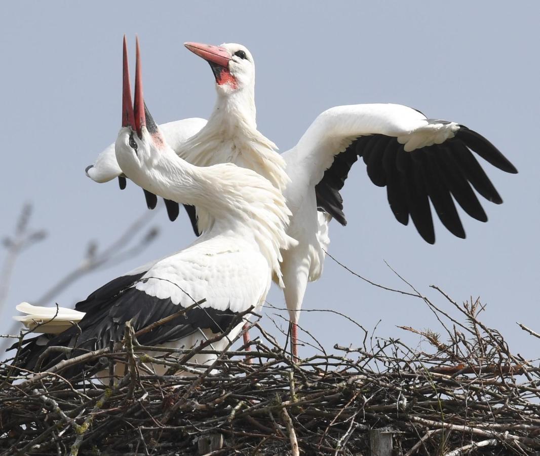 Ferienwohnung Storchennest Drochtersen ภายนอก รูปภาพ